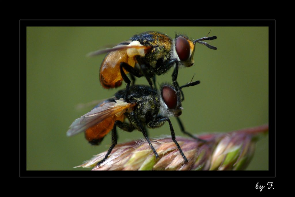 32601055441_b32fbc4cdc_o